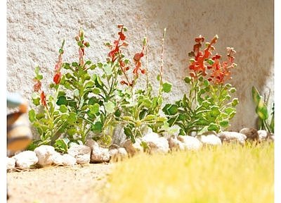 ホーリーホック 